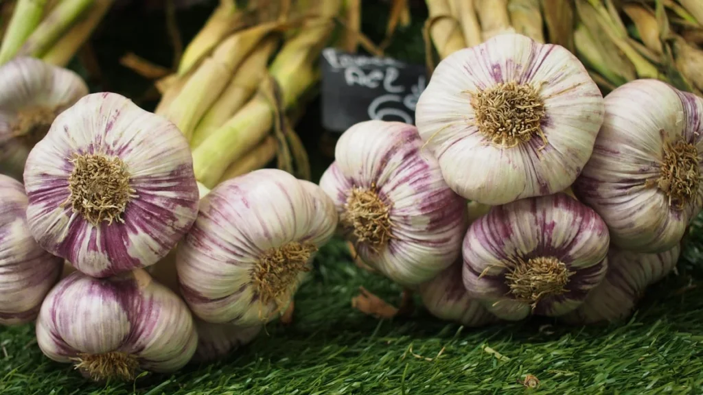 औषधी गुणांनी युक्त लसुनविषयी जाणून घेऊयात,benefits of garlic