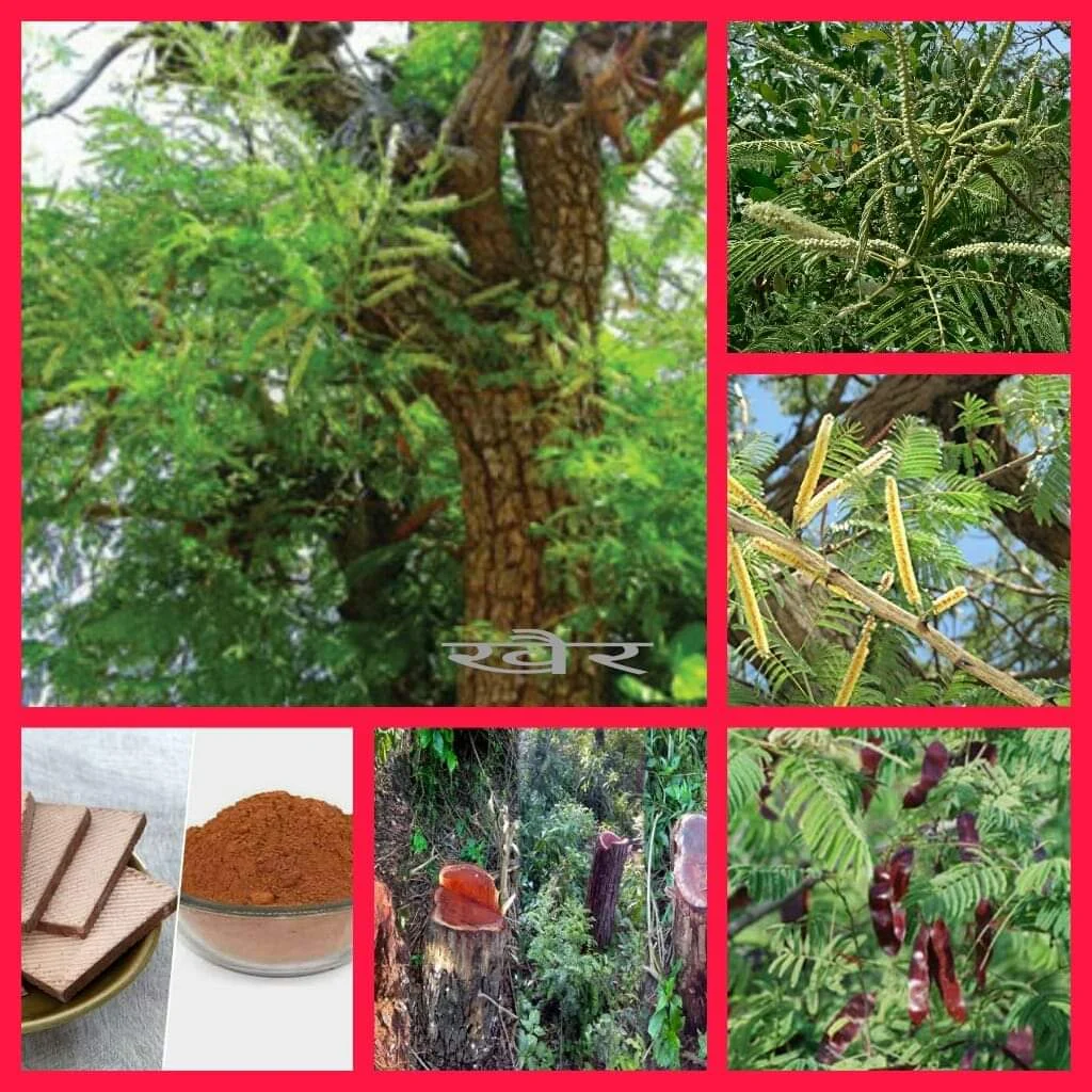 खैर संपूर्ण माहिती व औषधी उपयोग,detailed information about khair